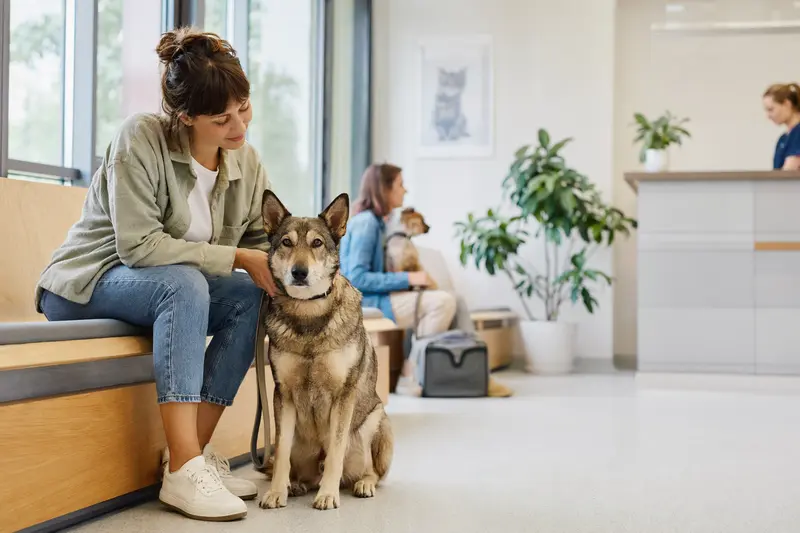 Ein Westsibirischer Laika Hund sitzt ruhig neben seinem Besitzer in einem modernen, hellen Wartezimmer einer Tierarztpraxis.